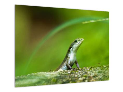 Jašteričky v logu pivovaru Steiger