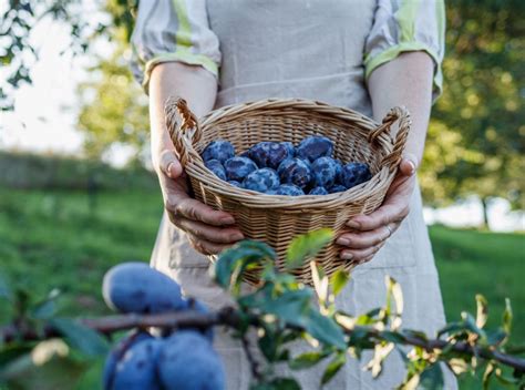 Ručný zber sliviek