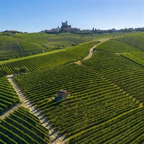 Hroznové vinice a sudy na zrenie brandy