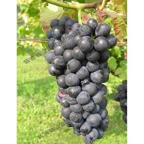 Vinič Cabernet Sauvignon