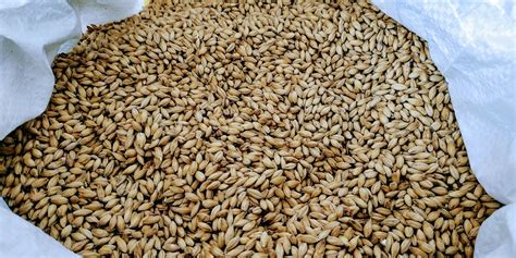 Suroviny na výrobu piva - slad, chmeľ, kvasnice