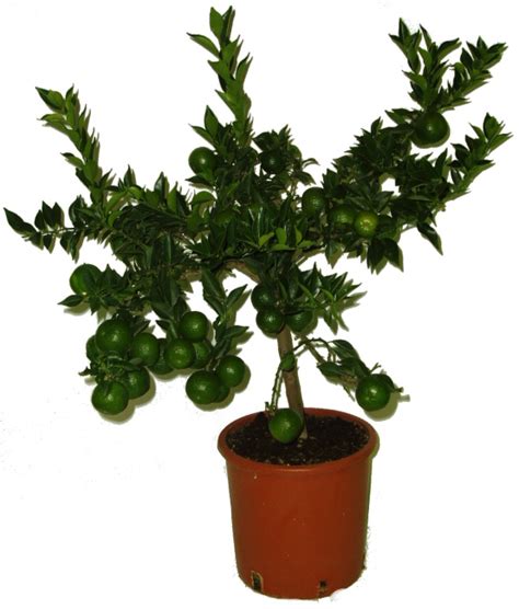 Pomarančový strom s plodmi