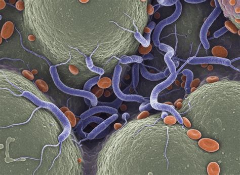 Mikroskopický záber kvasiniek