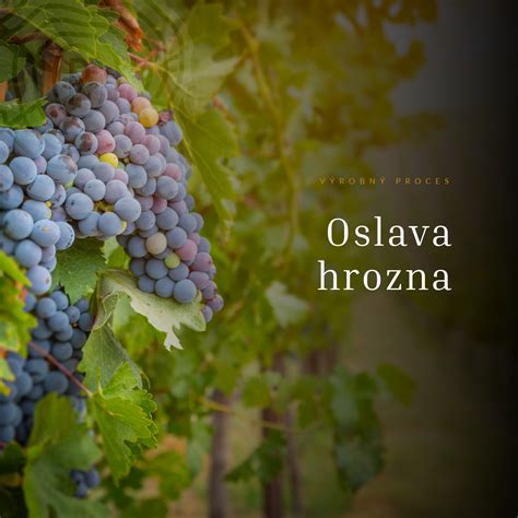 Ilustrácia cibéb (scvrknutých bobúľ hrozna)