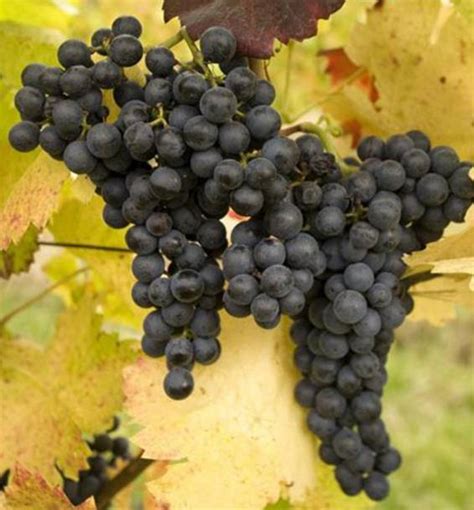 Vinice s hroznom Frankovka modrá