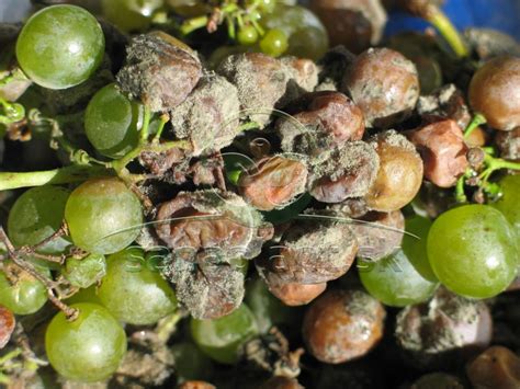 Ilustrácia ušľachtilej plesne Botrytis cinerea na hrozne