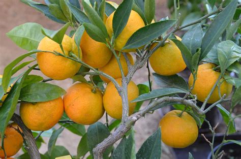 Zloženie radlera - citrusy