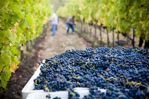 Grape harvest in a vineyard