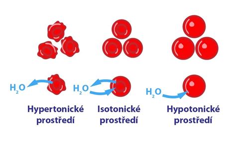 Diagram porovnávajúci hypotonické, izotonické a hypertonické nápoje
