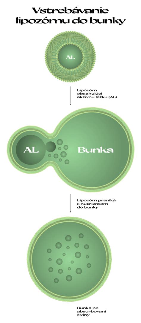 Ilustrácia znázorňujúca mozgové bunky a alkoholové molekuly