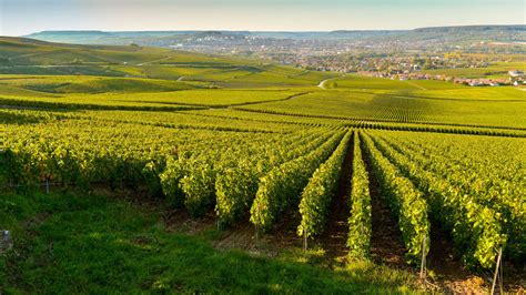 Vinice v Tokaji, Maďarsko