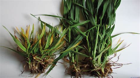 Zlatisté zrná jačmeňa a chmeľové hlávky