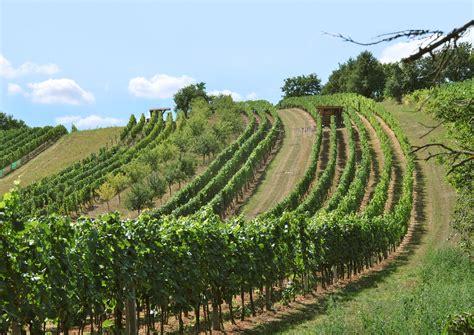 Vinohrad na svahu s hroznom