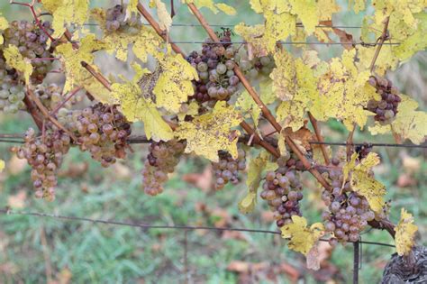 Detail bobuľky hrozna napadnutej ušľachtilou plesňou