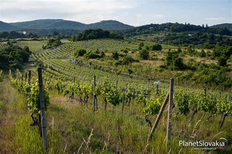 Vinice v Tokaji s riekou Bodrog v pozadí