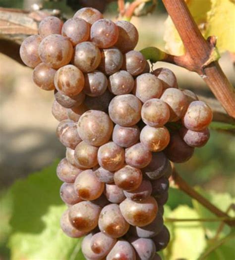 Hrozno odrody Rulandské šedé na vinohradníckej prelínke