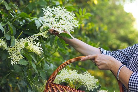 Zber bazových kvetov