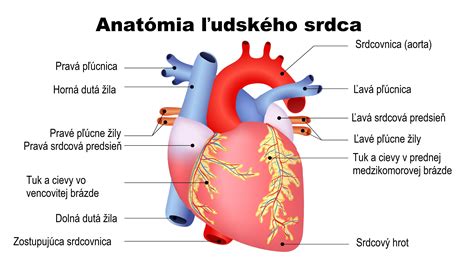 Ilustrácia ľudského srdca s tepnami