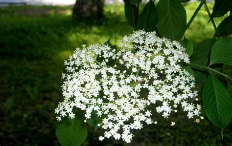 Kvety bazy čiernej na lúke