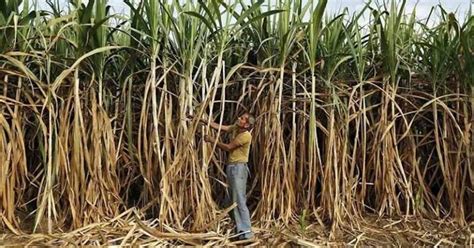 Plantáž cukrovej trstiny na Barbadose