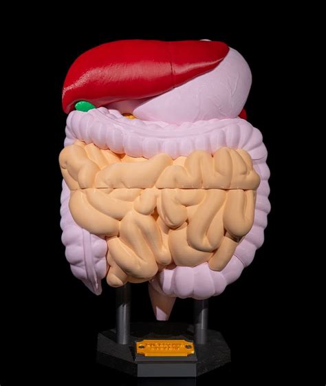 Grafické znázornenie účinkov alkoholu na tráviaci systém