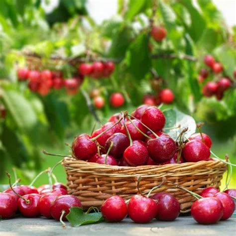 Zrelé višne pripravené na zber