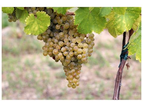 Hrozno Veltlínske zelené a Rizling