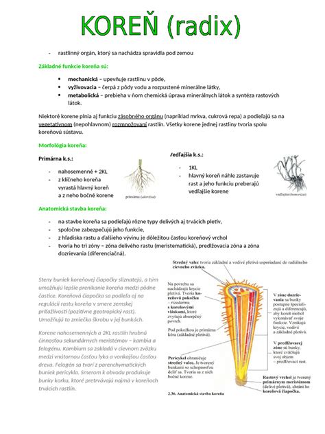 Koreň horca žltého