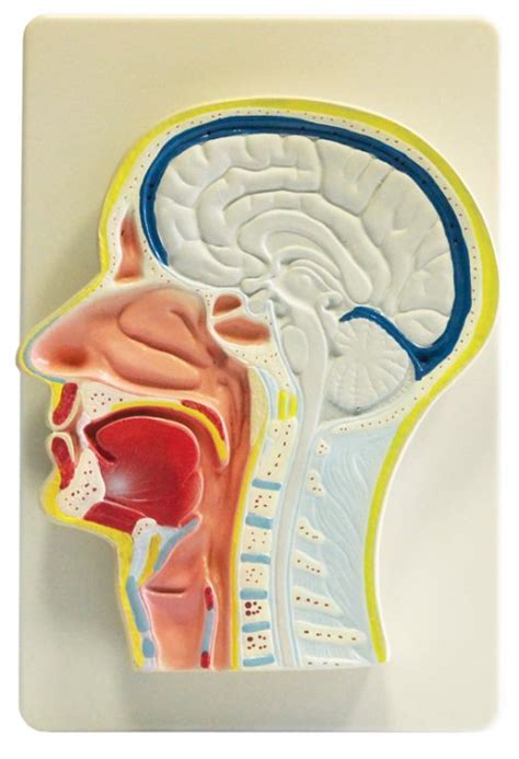 Ilustrácia ľudskej hlavy s naznačeným vnútorným uchom a mozgom