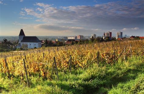 Račianske vinohrady