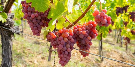 Hrozno Tramínu červeného