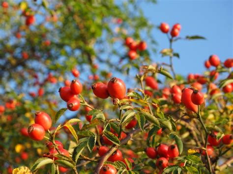 Zrelé šípky na kríku