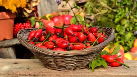 Rukavice a nožnice pripravené na zber šípok