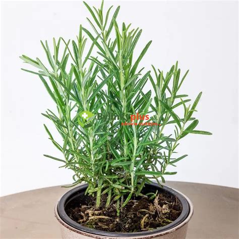 Rozmarín lekársky v kvetináči