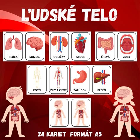 Ľudské telo metabolizujúce alkohol