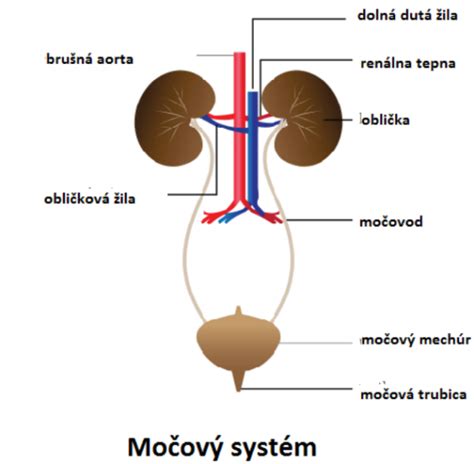Diagram obličky s vyznačenými nefrónmi