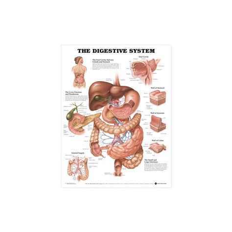 Infografika zobrazujúca vplyv alkoholu na tráviaci systém