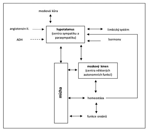 Diagram znázorňujúci nervový systém a jeho funkcie