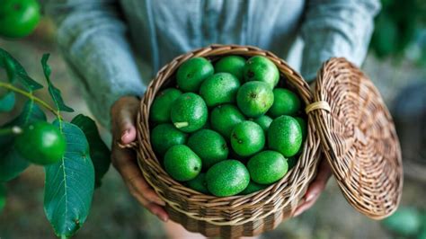 Ruka v rukavici zbierajúca zelené orechy