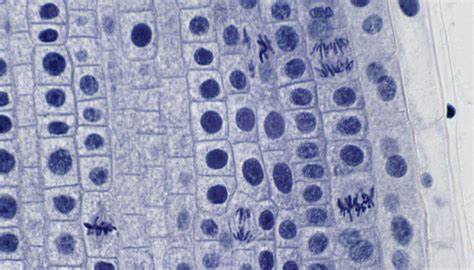 Mikroskopické zobrazenie kvasiniek