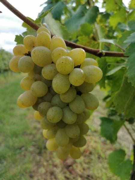 Zlatisté strapce hrozna odrody Furmint