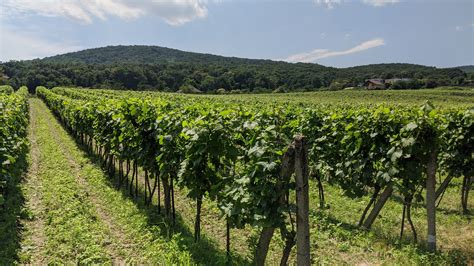 Vinohrad Frankovky modrej