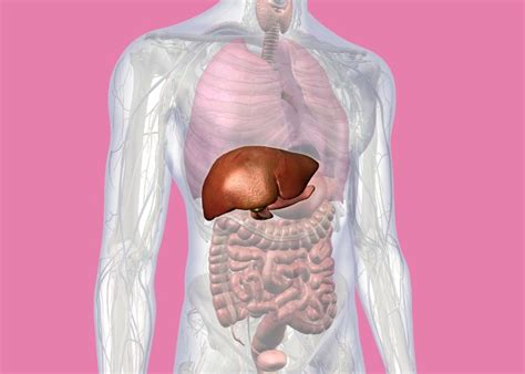 Ilustrácia ľudskej pečene s označenými procesmi metabolizmu