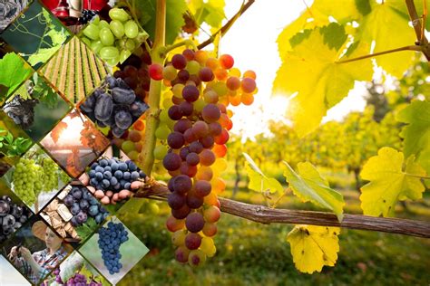 rozličné druhy hrozna