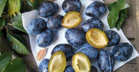 Ilustrácia rôznych druhov sliviek