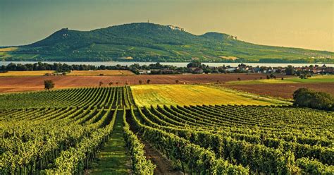 Moravská krajina s vinicami a sadmi
