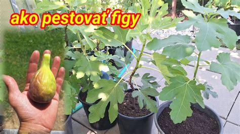 Rôzne typy slivovíc v pohároch