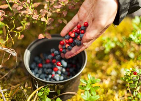 Ilustračná fotografia rôznych druhov ovocia, ktoré sa používajú na dochutenie borovičky