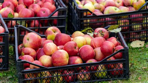 Jablká pripravené na zber