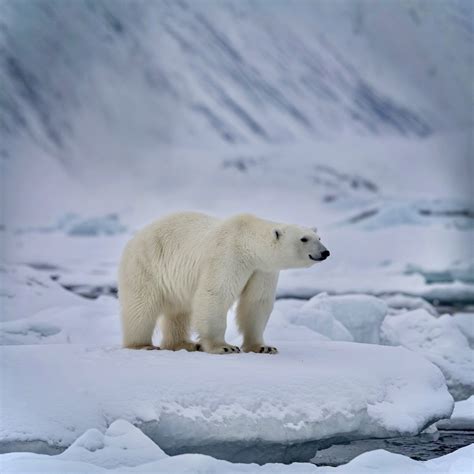 Bielu medveď na ľadovci